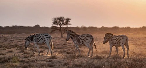 Steppe zebra (Equus quagga), in dry savannah, in the evening light, Kruger National Park, South
