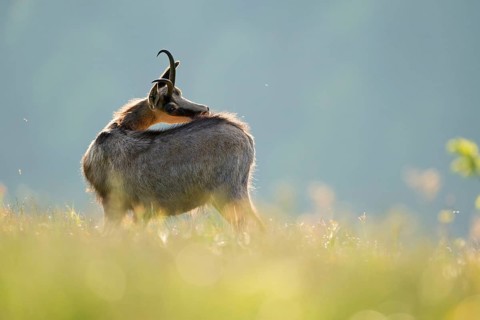 Chamois, chamois (Rupicapra rupicapra), adult, standing in the high grass of a flowering mountain