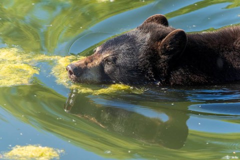 Close-up of a bear swimming through algae-rich water, black bear (Ursus (genus) Americanus) France