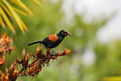 North Island Saddleback (Philesturnus rufusater), Nordinsel, New Zealand