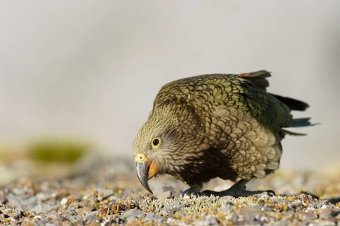 Kea (Nestor notabilis)