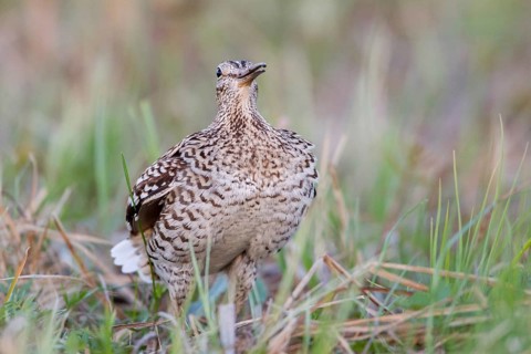 Great Snipe (Gallinago media), Nizhegorodskaya, Russia