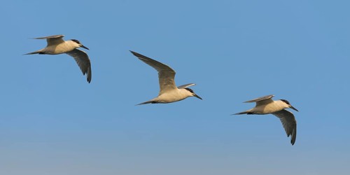 Sandwich Tern (Thalasseus sandvicensis) flying, Eilat, Israel