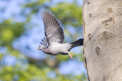 Stock Dove (Columba oenas) taking flight, North Rhine-Westphalia, Germany