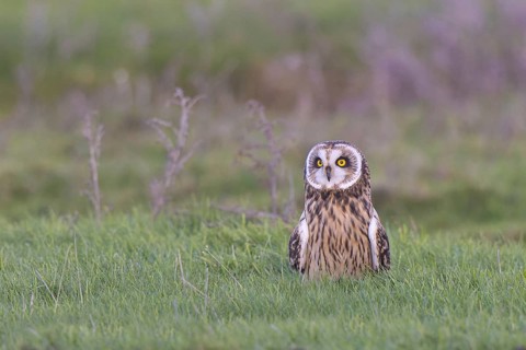 Short-eared Owl (Asio flammeus), Netherlands