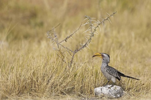 Southern Yellow-billed Hornbill (Tockus leucomelas), Oshikoto, Etosha National Park, Namibia