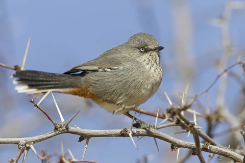 Chestnut-vented Warbler (Sylvia subcoerulea), Northern Cape, Kgalagadi Transfrontier Park, South