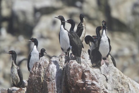 Guanay Cormorant (Leucocarbo bougainvillii), Isla de Ballestas National Park, Peru