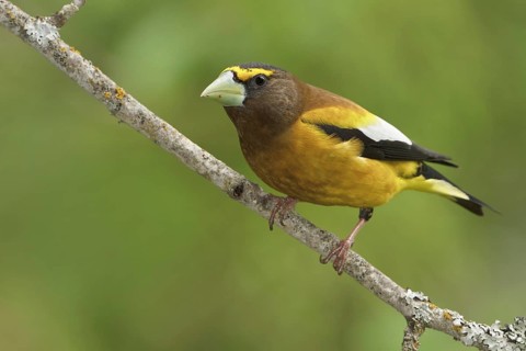 Evening Grosbeak (Hesperiphona vespertina) male, British Columbia, Canada