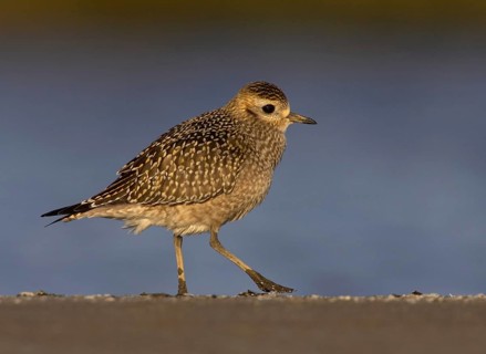 American Golden Plover (Pluvialis dominica), Ohio, USA