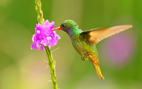 Goldschwanz-Saphirkolibri, Goldschwanzsaphir (Hylocharis eliciae)