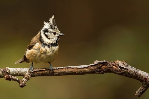 European Crested Tit (Lophophanes cristatus), Utrecht, Netherlands