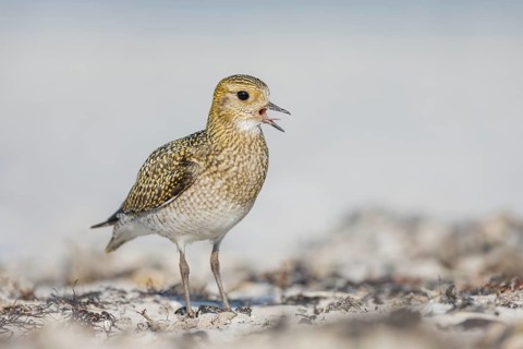 Goldregenpfeifer, Pluvialis apricaria European Golden Plover, Pluvialis apricaria