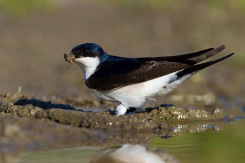 Common House Martin (Delichon urbicum), Baden-Wuerttemberg, Germany