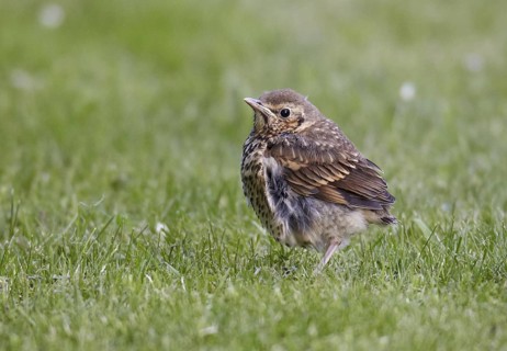 Song Thrush (Turdus philomelos) juvenile, Schleswig-Holstein, Germany