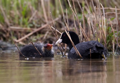 Eurasian Coot (Fulica atra) juvenile, Schleswig-Holstein, Germany