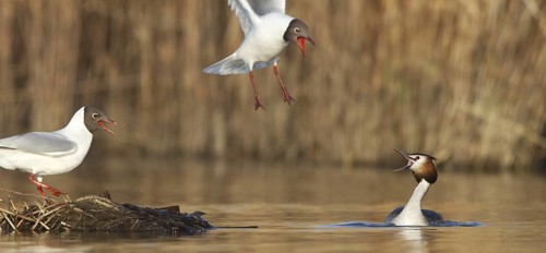 Black-headed Gull & Crested Grebe (Chroicocephalus ridibundus & Podiceps cristatus), Vorarlberg,
