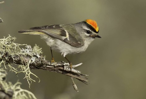 Golden-crowned Kinglet (Regulus satrapa), Michigan, USA