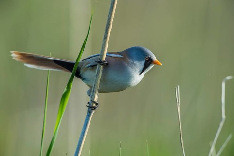 Bearded Reedling (Panurus biarmicus) male, Schleswig-Holstein, Germany