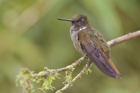 Brown Inca (Coeligena wilsoni), Ecuador