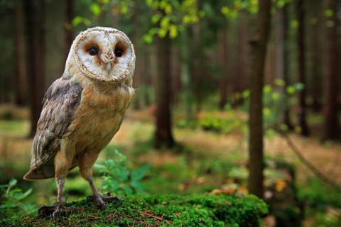 Barn owl, Tyto alba, sitting on the green moss stone in forest at the evening - photo with wide