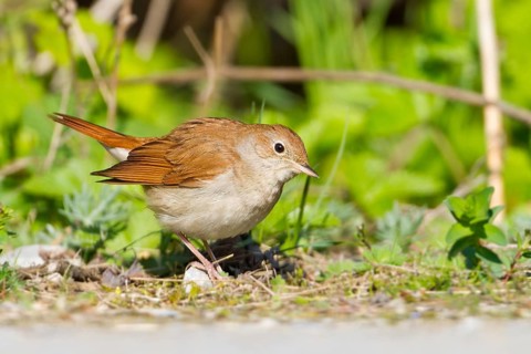 Common Nightingale (Luscinia megarhynchos), Baden-Wuerttemberg, Germany