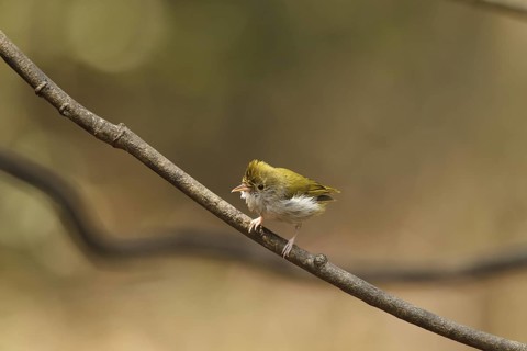 White-bellied Erpornis (Erpornis zantholeuca), Kaeng Krachan, Thailand