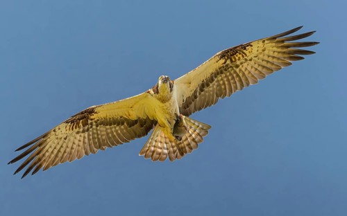 Fischadler (Pandion haliaetus) im Flug mit Beute