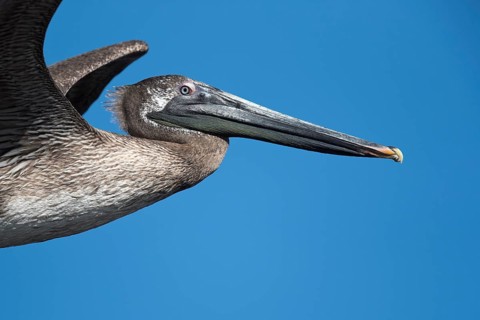 Brown Pelican (Pelecanus occidentalis) juveniles flying, Santa Rosa, Guatemala