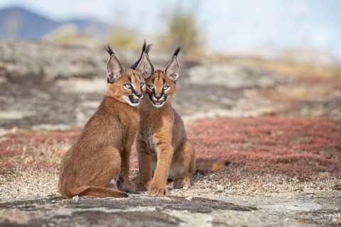 Caracal (Caracal caracal) two cubs sitting close next to each other, Castile-La Mancha, Spain