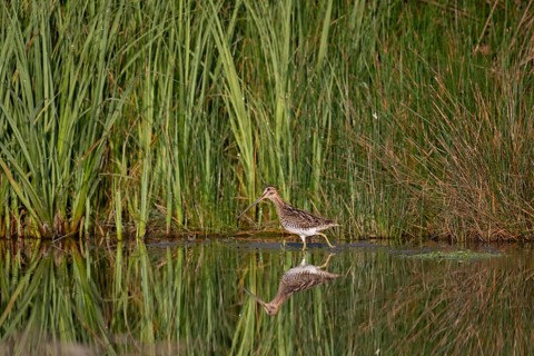 Common Snipe (Gallinago gallinago) foraging, Saxony, Germany
