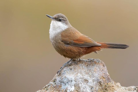 Crag Chilia (Ochetorhynchus melanurus) perched on a rock, Metropolitana, Chile