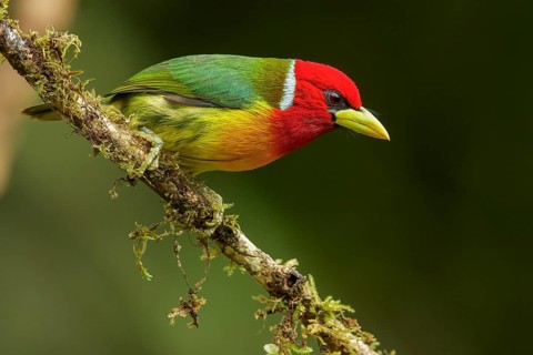 Red-headed Barbet (Eubucco bourcierii) perched on a branch in the Andes mountains of Colombia