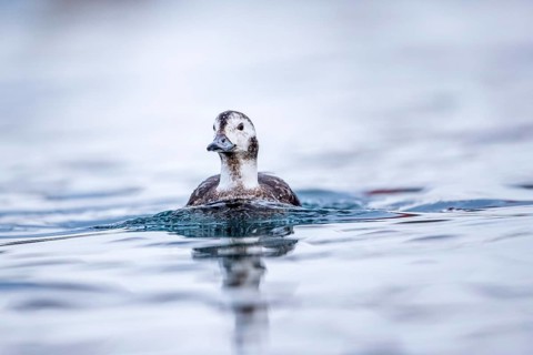 Long-tailed Duck (Clangula hyemalis) female, Norway