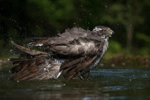 Northern Goshawk (Accipiter gentilis) bathing at a waterhole, Subotica, Serbia