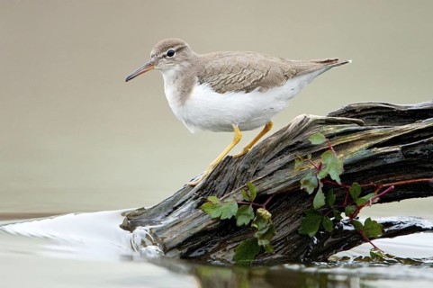Spotted Sandpiper (Actitis macularius), Texas, USA
