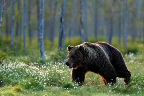 Brown bear walking in forest, morning light. Dangerous animal in nature taiga and meadow habitat.