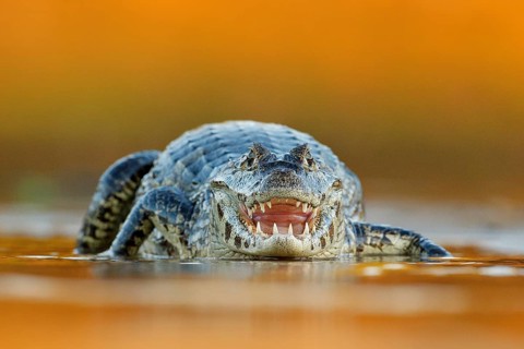 Yacare Caiman, crocodile with open muzzle with big teeth, Pantanal, Brazil. Detail portrait of