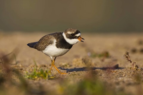 Common Ringed Plover (Charadrius hiaticula) foraging, North Rhine-Westphalia, Germany