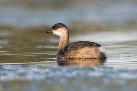 Australasian Grebe (Tachybaptus novaehollandiae), Victoria, Australia