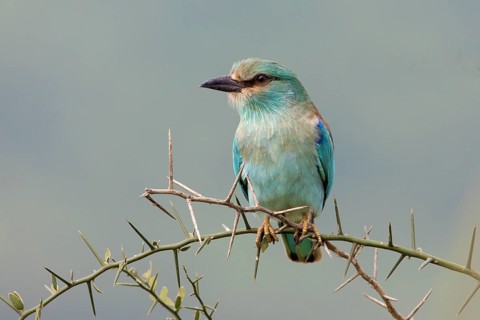 European Roller (Coracias garrulus) perched on a thorny branch, Serengeti, Tanzania
