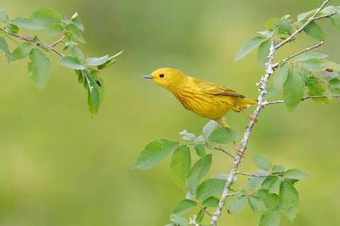 American Yellow Warbler (Setophaga aestiva) perched on a branch, Texas, USA