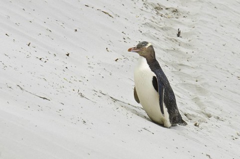 Yellow-eyed Penguin (Megadyptes antipodes), New Zealand