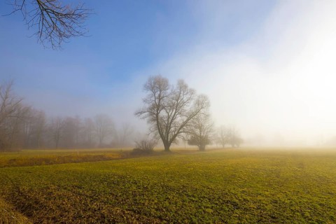 Foggy Agriculture Field with Bare Tree and Sunlight in Locarno, Ticino, Switzerland