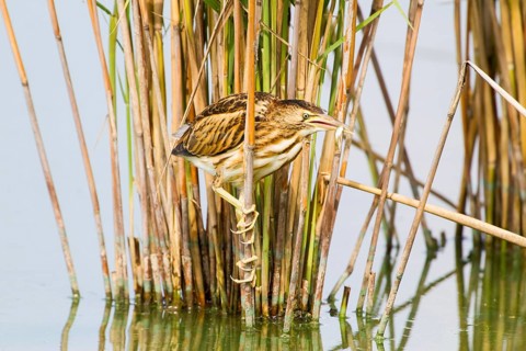 Little Bittern (Ixobrychus minutus) juvenile carrying fish in bill, Thuringia, Germany