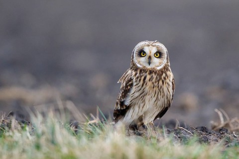 Short-eared Owl (Asio flammeus), Netherlands