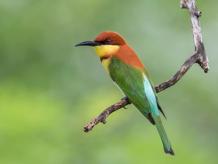 Chestnut-headed Bee-eater (Merops leschenaulti), Sri Lanka