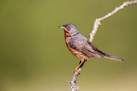 Subalpine Warbler (Sylvia cantillans) male, Castile and Leon, Spain