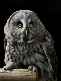 Great Grey Owl (Strix nebulosa), Hesse, Germany