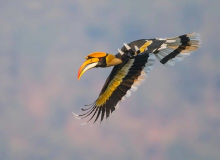 Great Hornbill (Buceros bicornis) male flying, West Bengal, India